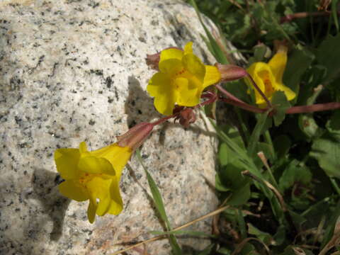 Plancia ëd Erythranthe guttata (DC.) G. L. Nesom