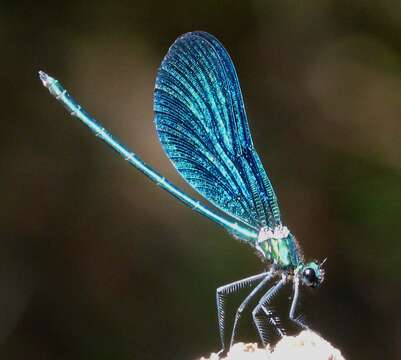 Image of Beautiful Demoiselle