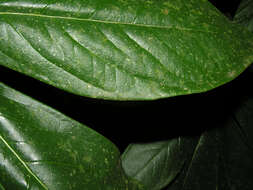 Image of Daphnopsis costaricensis K. Barringer & Grayum