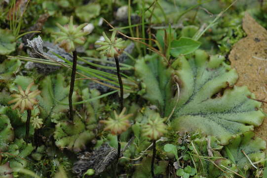 Image of common liverwort