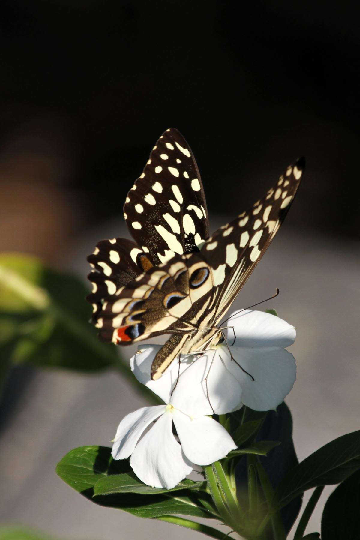 Image of Papilio