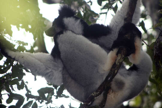 Image of indri