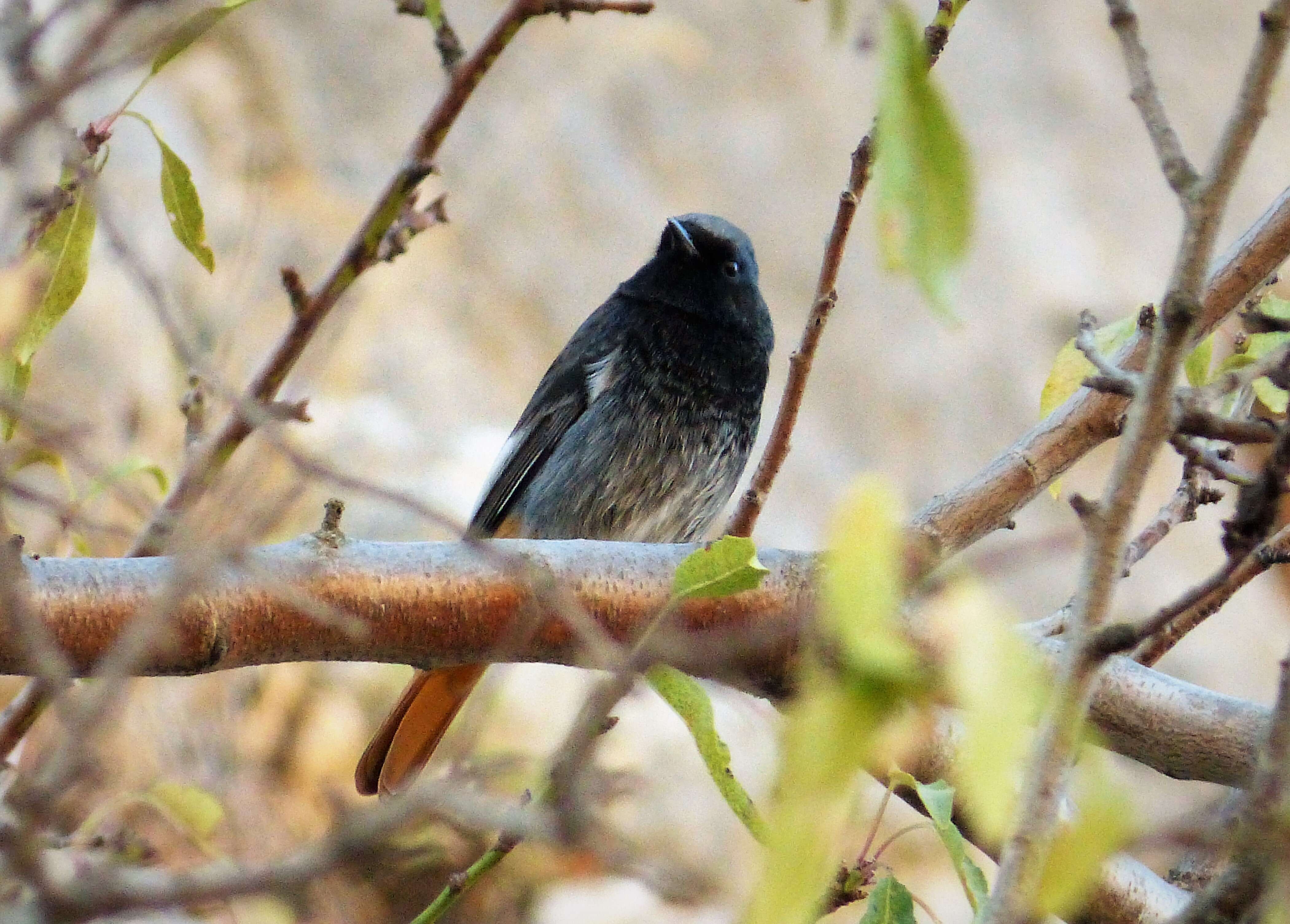 Image of Black Redstart