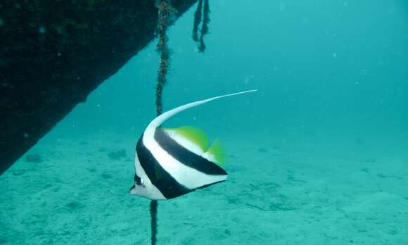 Image of Bannerfish