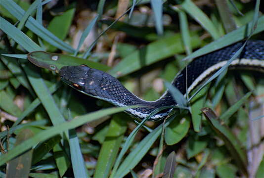 Image of Lateral Water Snake