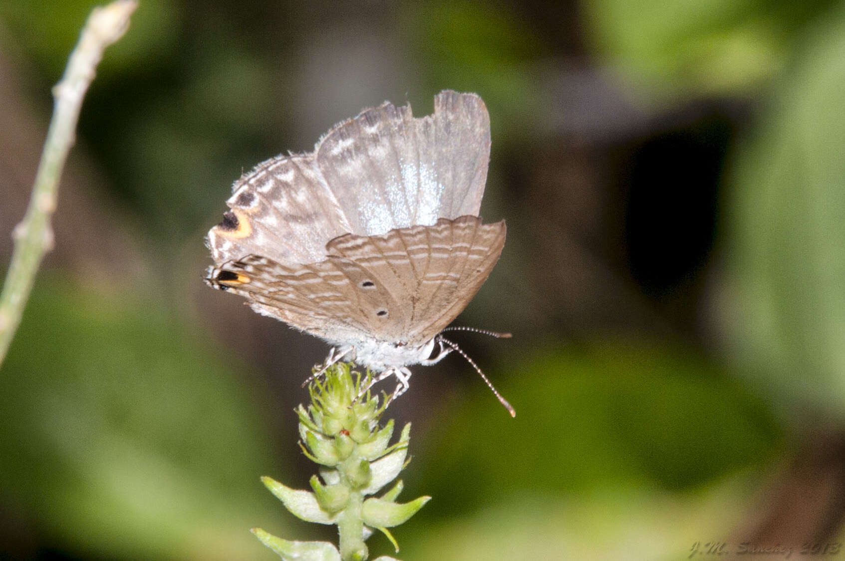 Image de Catochrysops