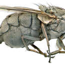 صورة Stygeromyia maculosa Austen 1907