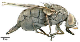 صورة Stygeromyia maculosa Austen 1907