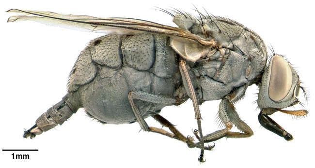 Sivun Stygeromyia maculosa Austen 1907 kuva