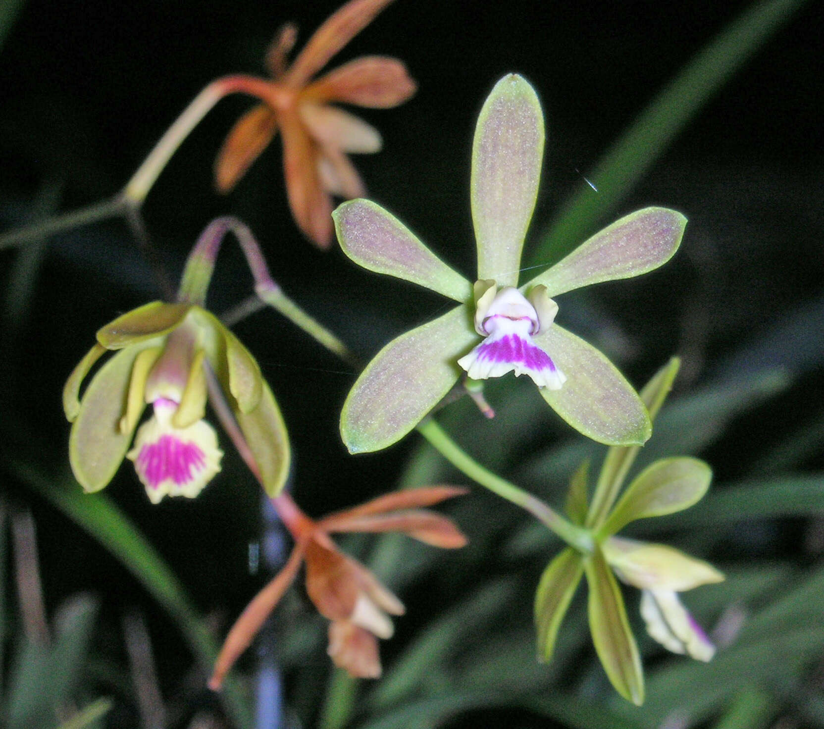 Image de Encyclia tampensis (Lindl.) Small