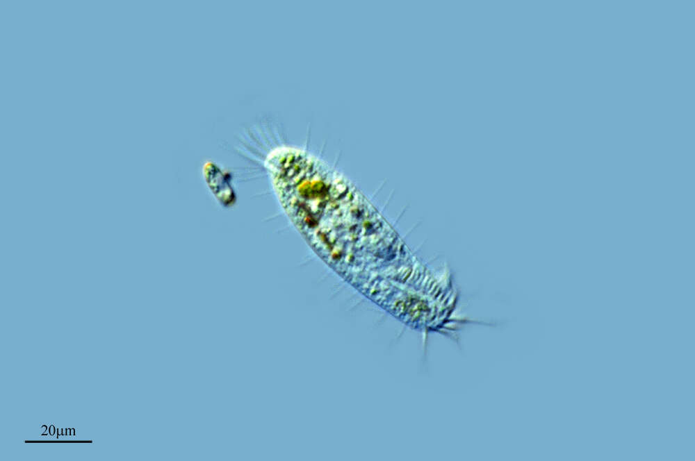 Image of Sporadotrichida