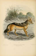 Image of coyote