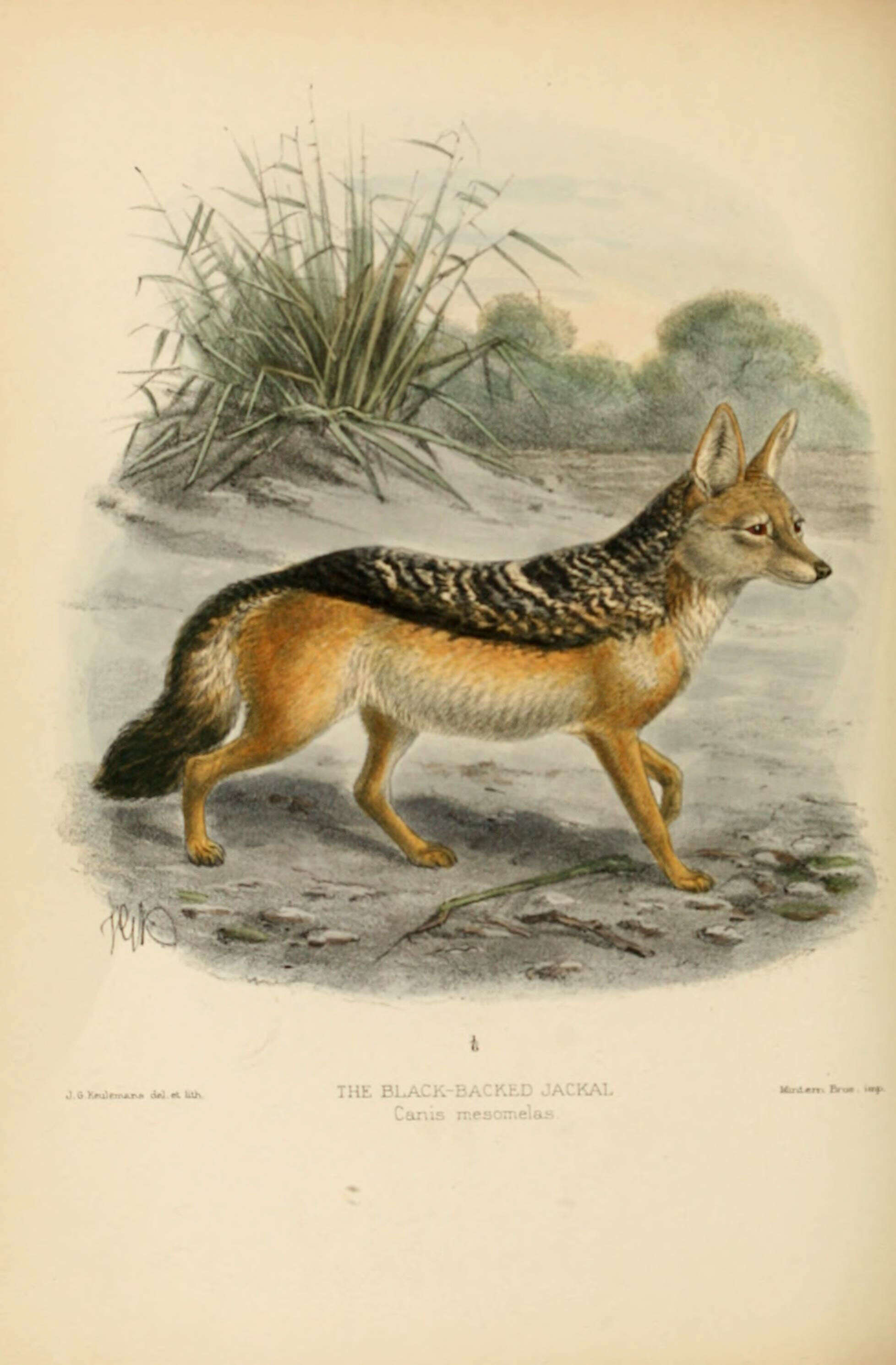 Image of coyote