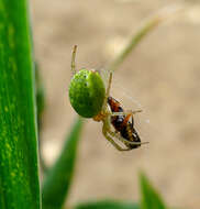 Image of Enoplognatha