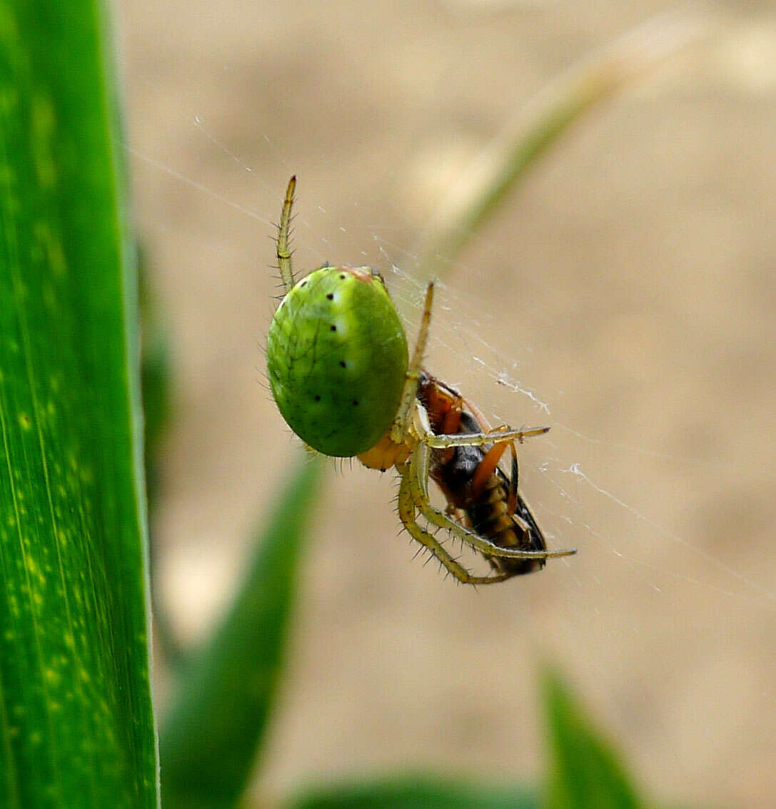 Image of Enoplognatha ovata (Clerck 1757)