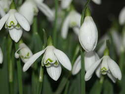 Image of Snowdrop