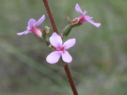 Image de Stylidium graminifolium Sw. ex Willd.