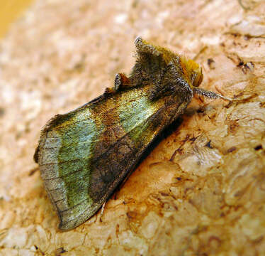 Image of burnished brass