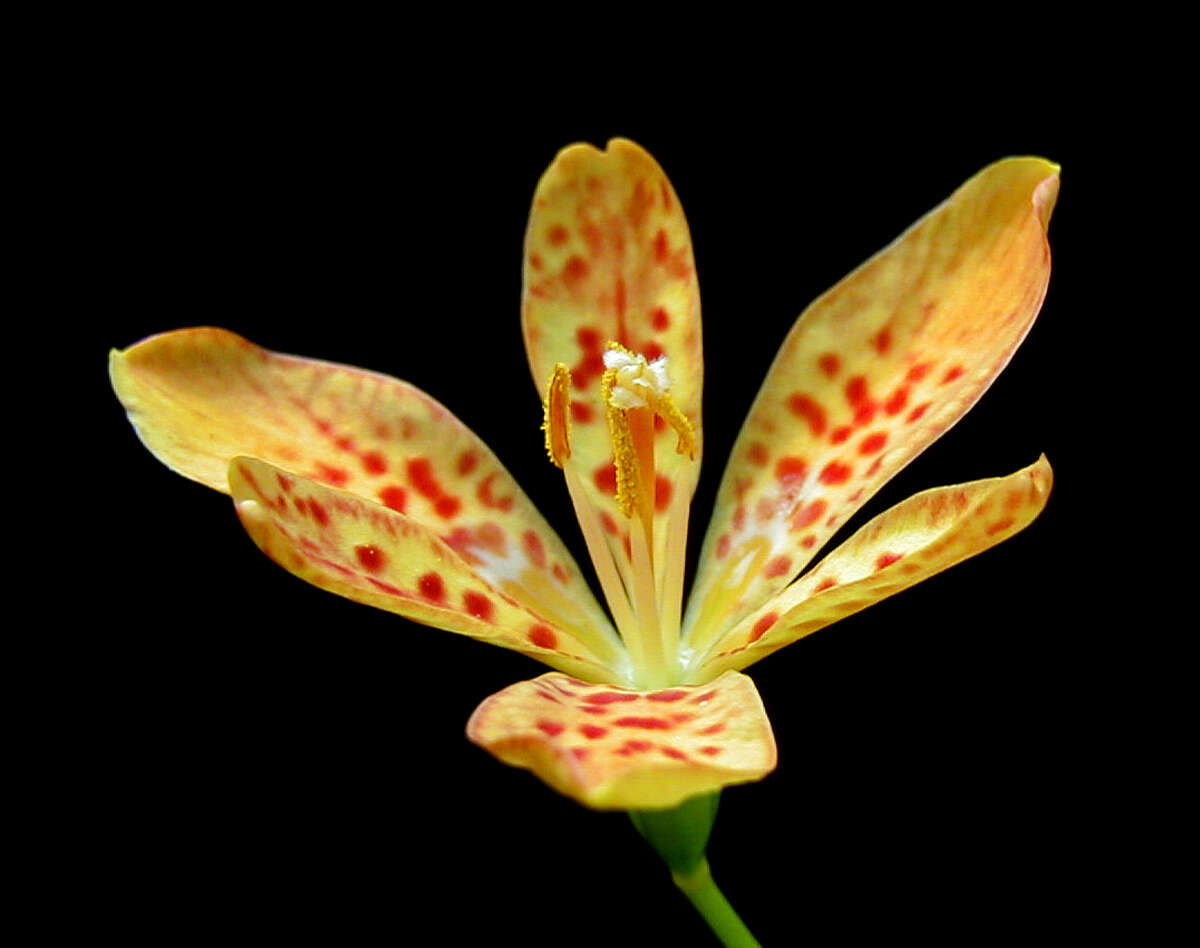 Image of Leopard flower
