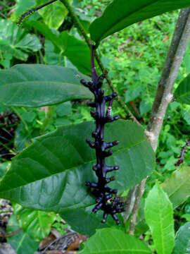 Image of Sorocea racemosa Gaud.