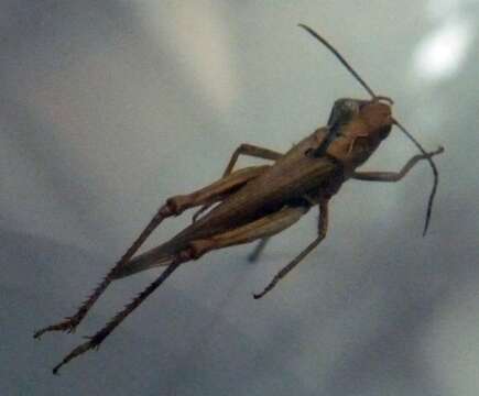 Image of Common Field Grasshopper