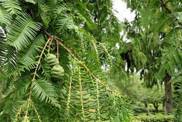 Image of dawn redwood