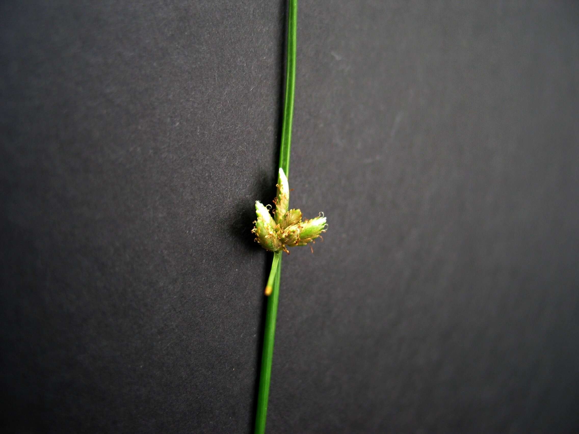 Слика од Cyperus laevigatus L.