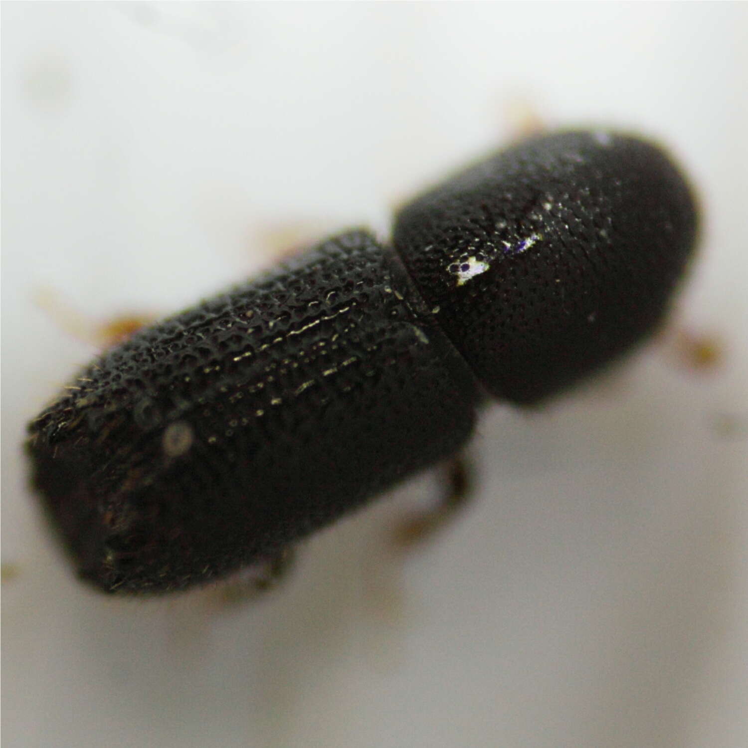 Image of Orthotomicus caelatus Wood & Bright 1992