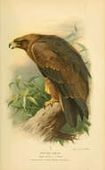 Image of Aquila
