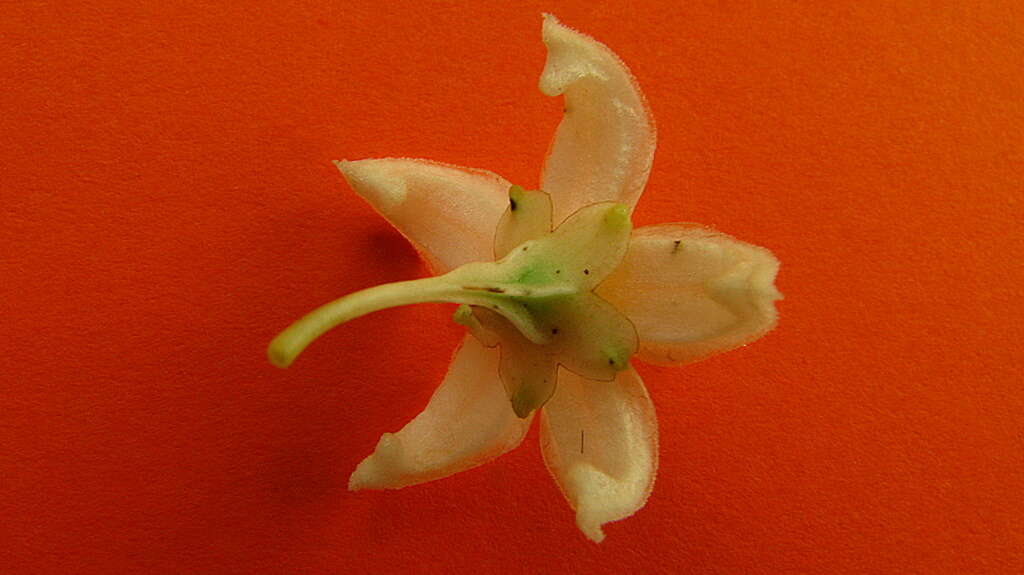 Image of Solanum caavurana Vell.