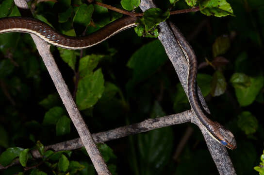 Image of Dendrelaphis Boulenger 1890