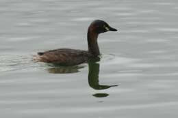 Image of Australasian Grebe