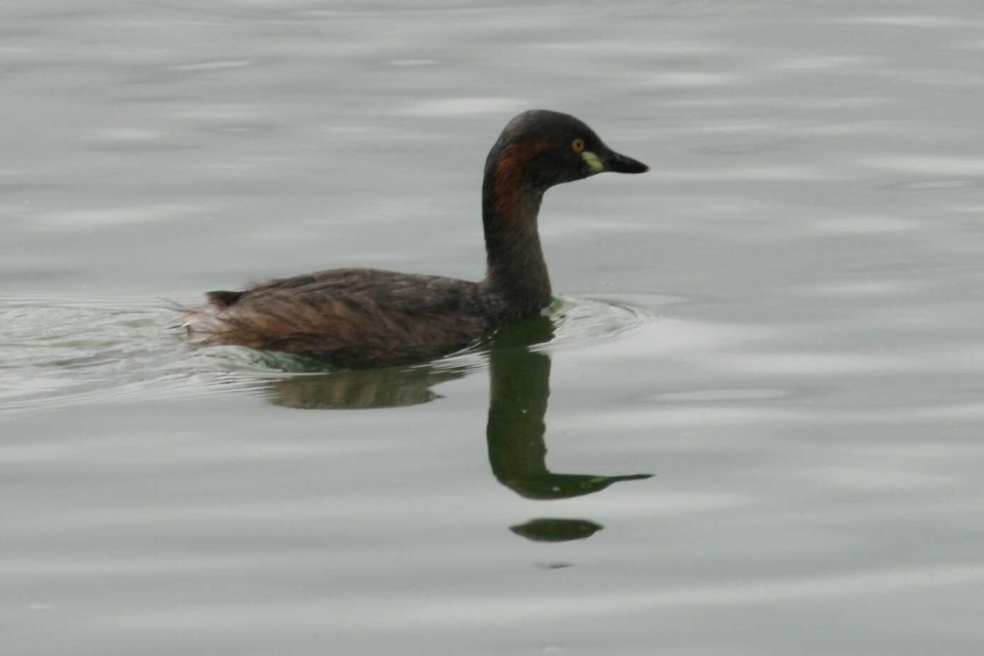 Image of Australasian Grebe