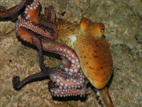 Image of Day octopus