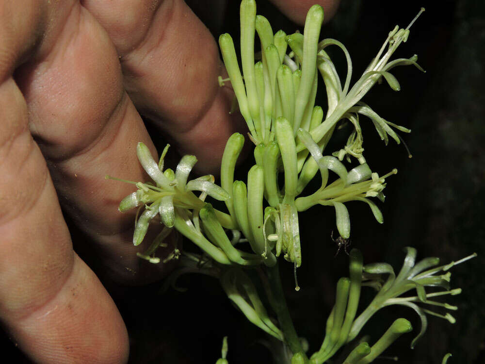 Image of bow string hemp