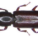 Image of Corticeus unicolor