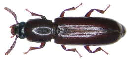 Image of Corticeus