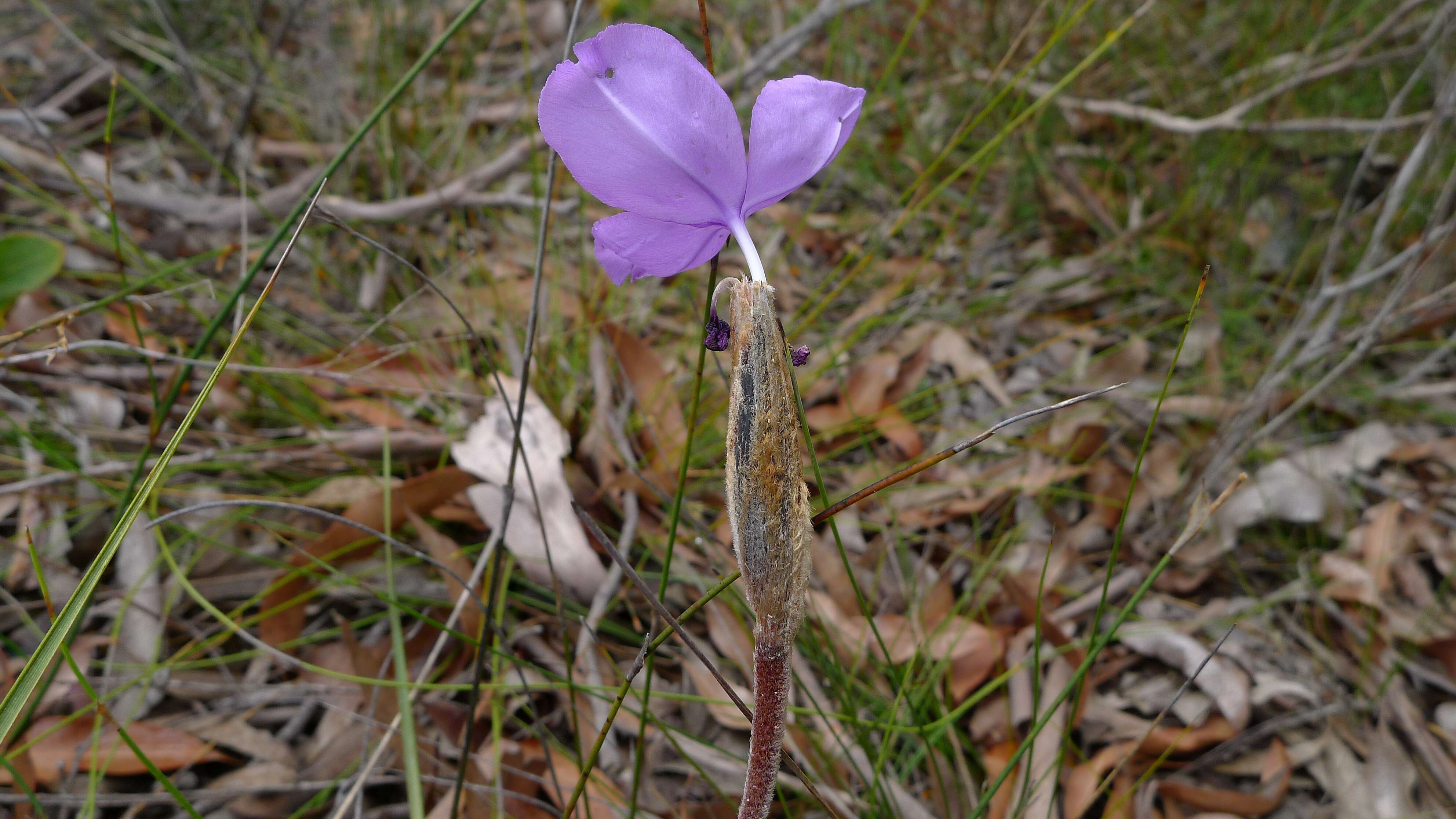 Imagem de Patersonia sericea R. Br.