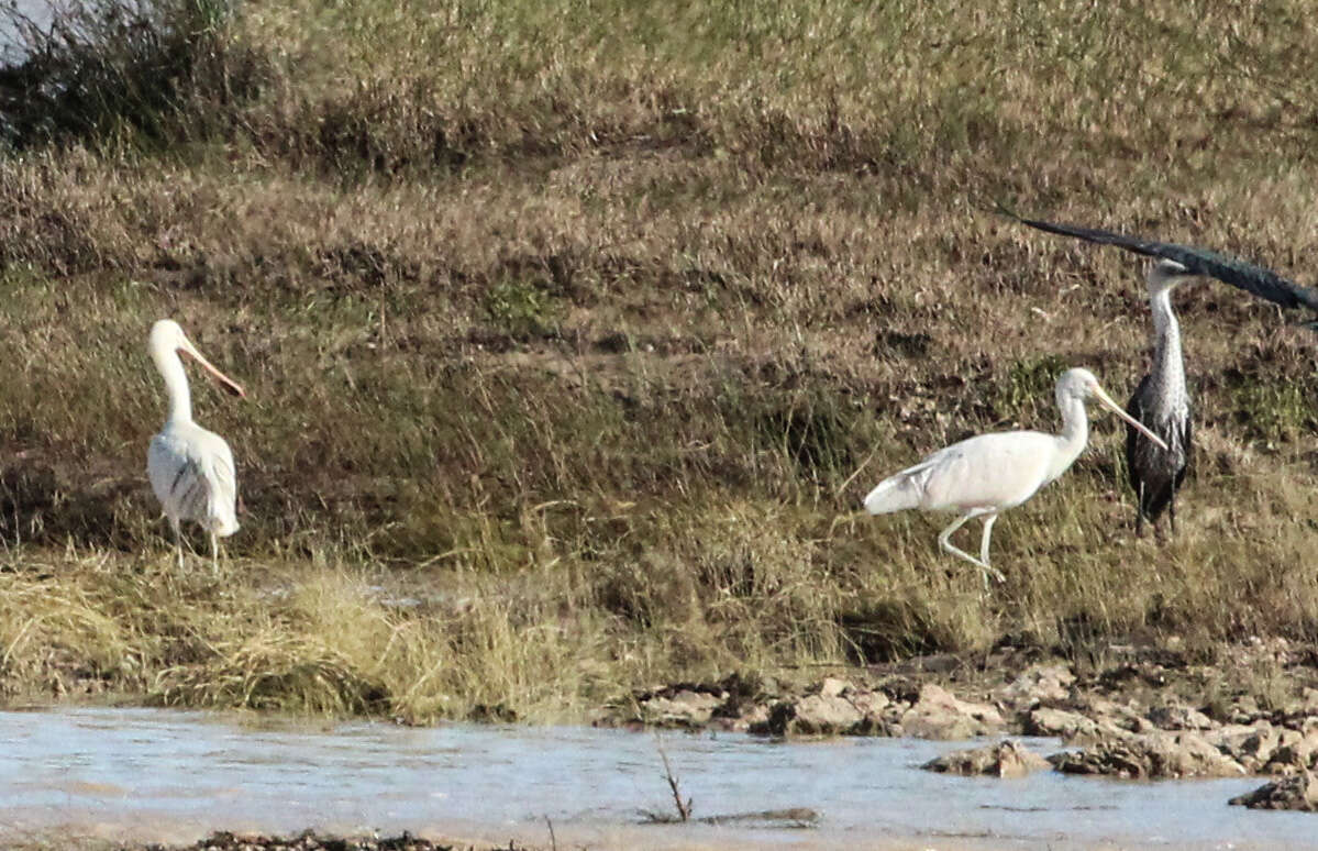 Image of Yellow-billed Spoonbill