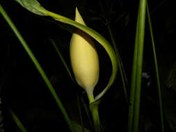 Image of Cyclanthus