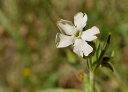 Слика од Silene latifolia Poir.