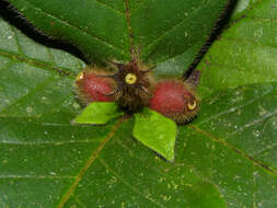 Image of Duroia costaricensis Standl.