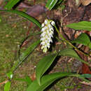 Image of Bulbophyllum mahakamense J. J. Sm.