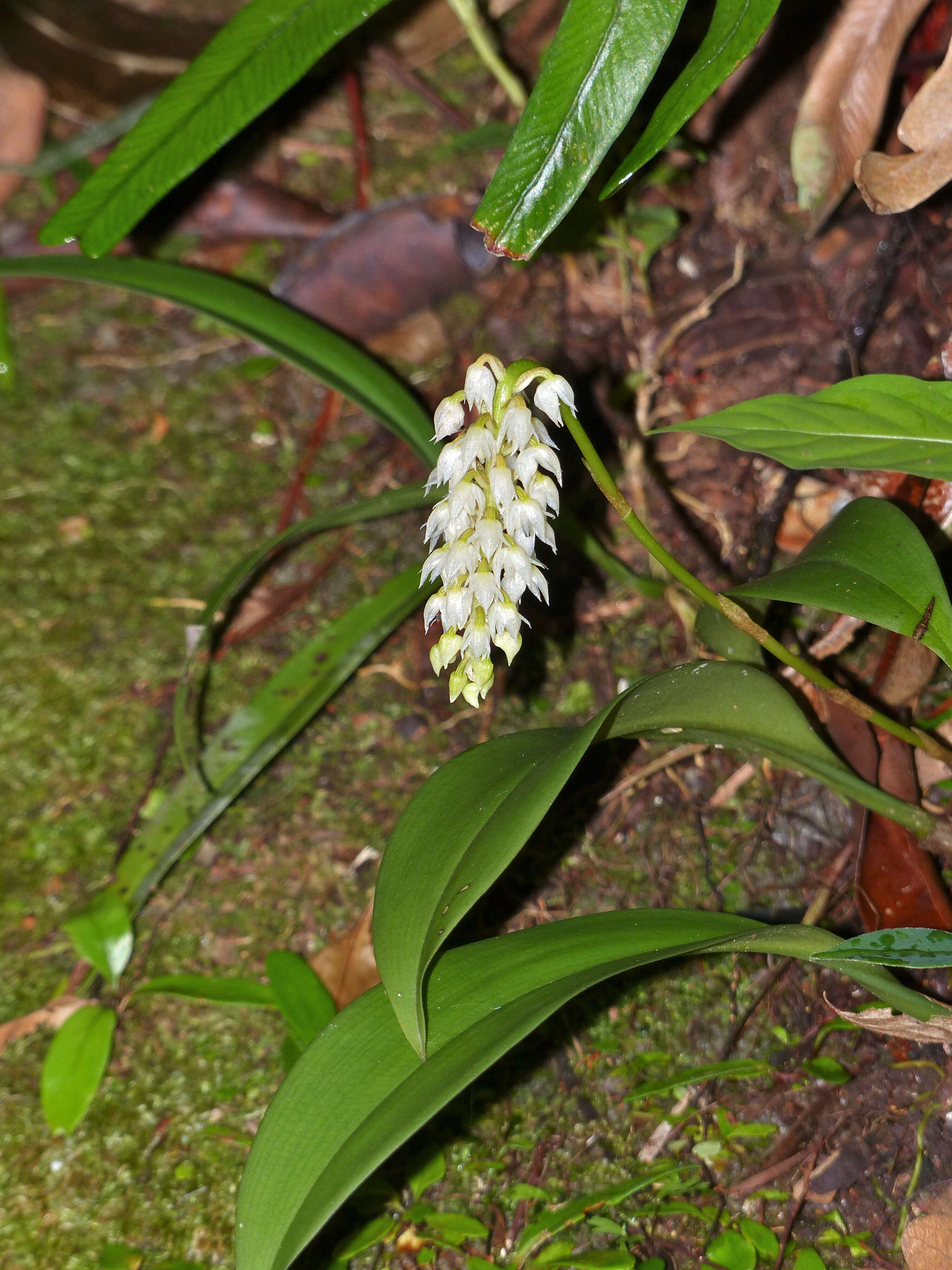 Imagem de Bulbophyllum mahakamense J. J. Sm.