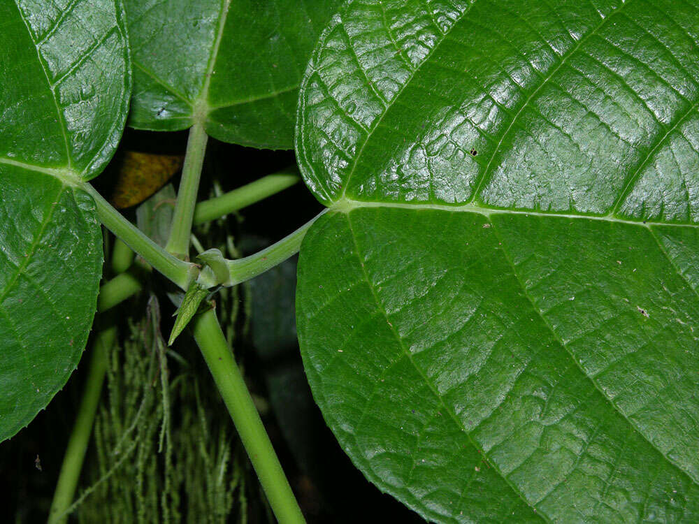 Image of Myriocarpa