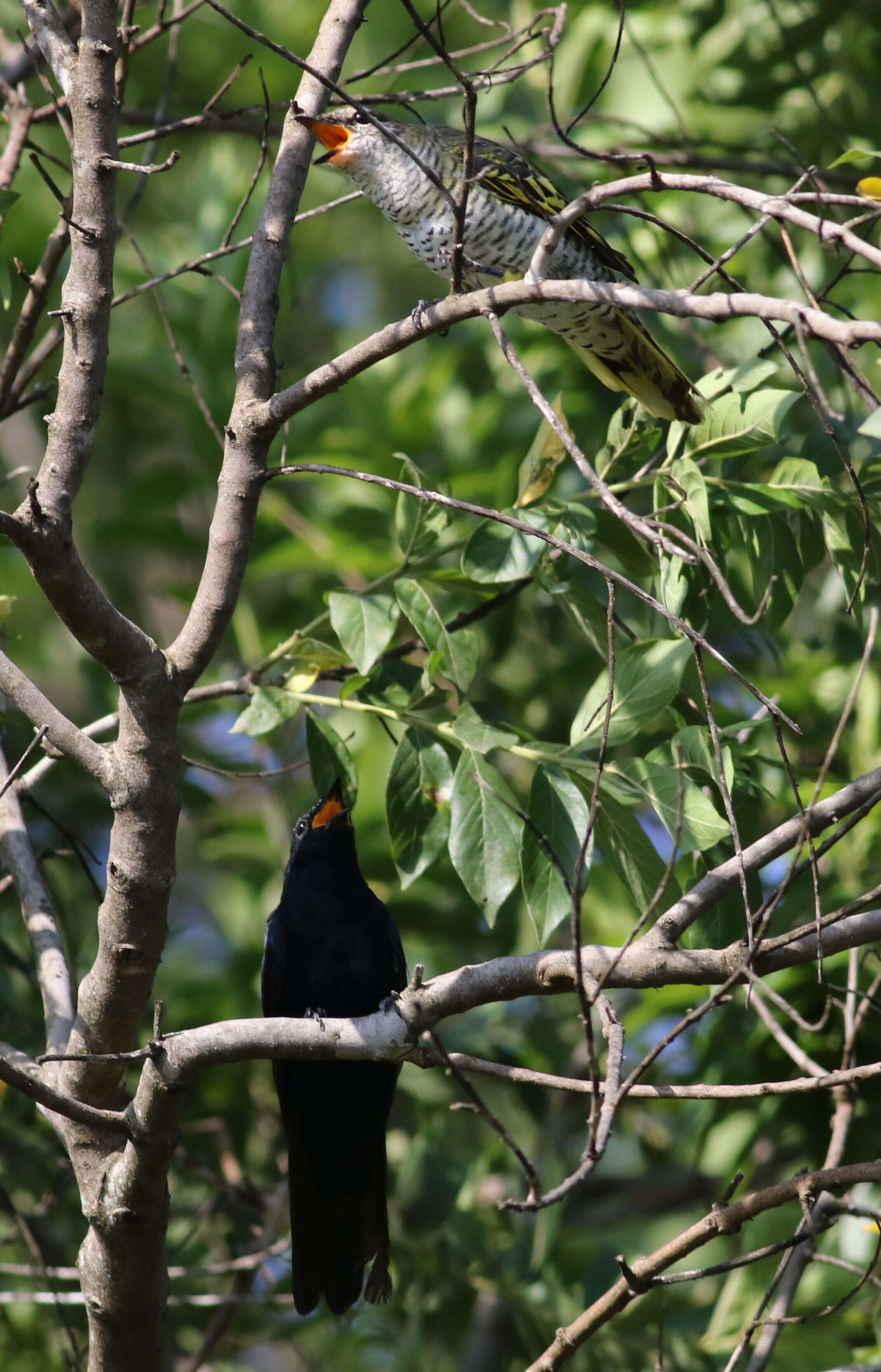 Image of Campephaga Vieillot 1816