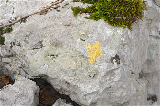Image of Firedot lichens