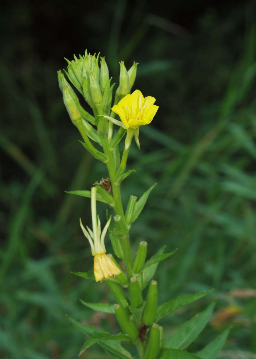 Image of evening primrose