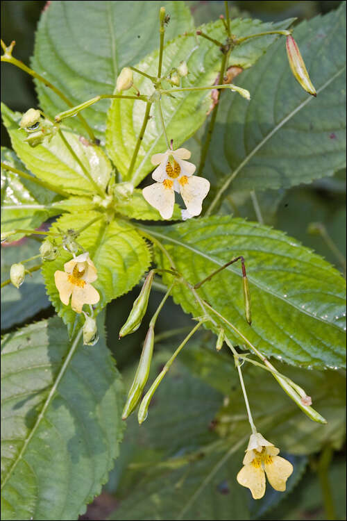 Impatiens parviflora DC. resmi