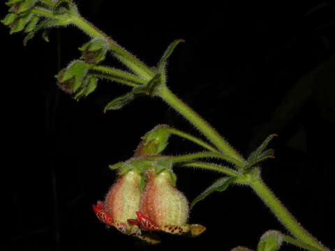 Image of Kohleria allenii Standl. & L. O. Williams